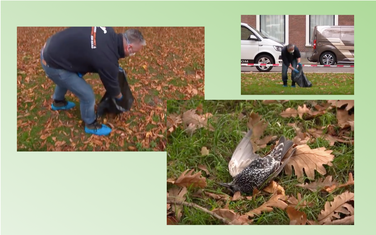 Hundreds of Birds Die in 5G Rollout Experiment?